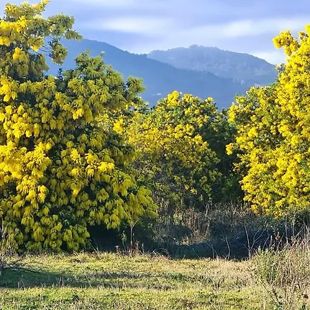 וילה L'alivu Canale-di-Verde