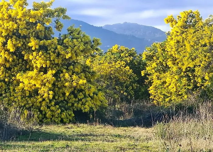 Vila L'alivu Canale-di-Verde